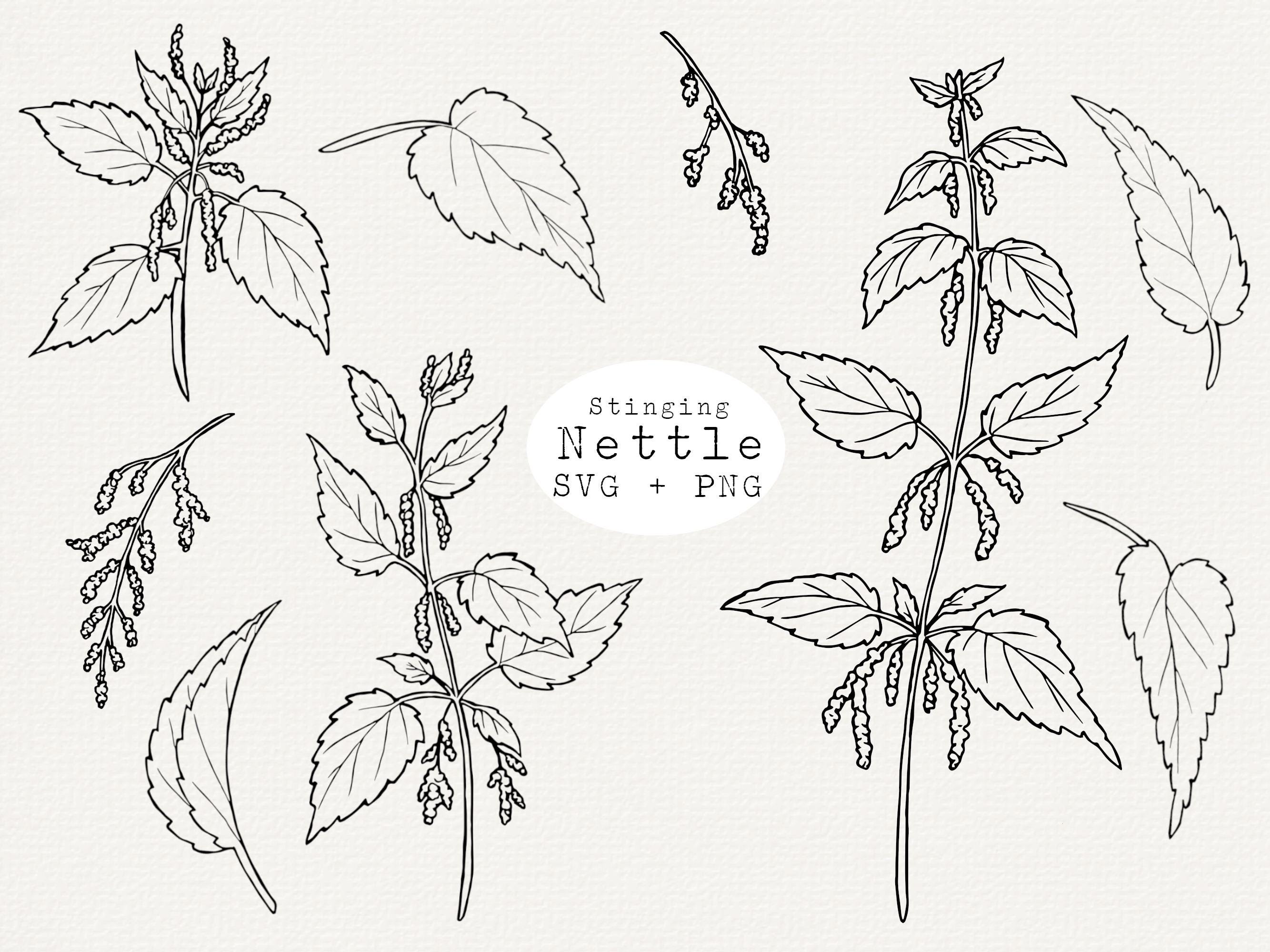 Stinging Nettle Line Art: Hand Drawn Botanical Illustration (SVG & PNG ...