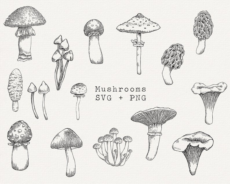 Mushroom SVG, Mushroom Clipart, Mushroom Line Art, Mushroom Vector, Mushrooms Bundle, Back and White Mushroom Illustration, Commercial Use image 1