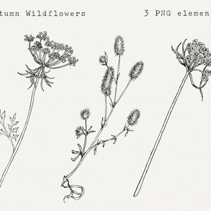 Autumn Wildflower Clip Art, Hand Drawn Botanical PNG, Botanical Line Art, Fall Floral Illustration, Floral Line Drawing, Digital Download