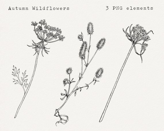 Clip Art de flores silvestres de otoño PNG botánico dibujado - Etsy España Clip Art de flores silvestres de otoño PNG botánico dibujado - Etsy España