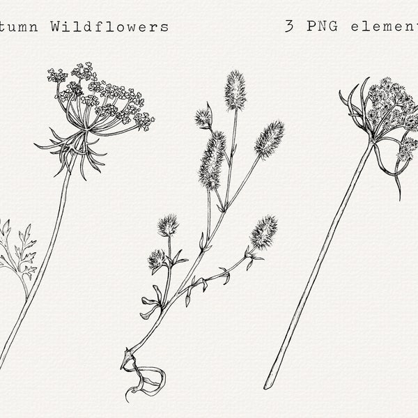 Autumn Wildflower Clip Art, Hand Drawn Botanical PNG, Botanical Line Art, Fall Floral Illustration, Floral Line Drawing, Digital Download