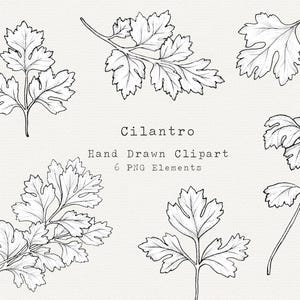 Cilantro PNG Clip Art, Ilustração Desenhada à Mão, Arte de Linha de Ervas, Desenho de Cilantro, Clipart de Ervas para Etiquetas, Branding, Logotipos, Uso Comercial