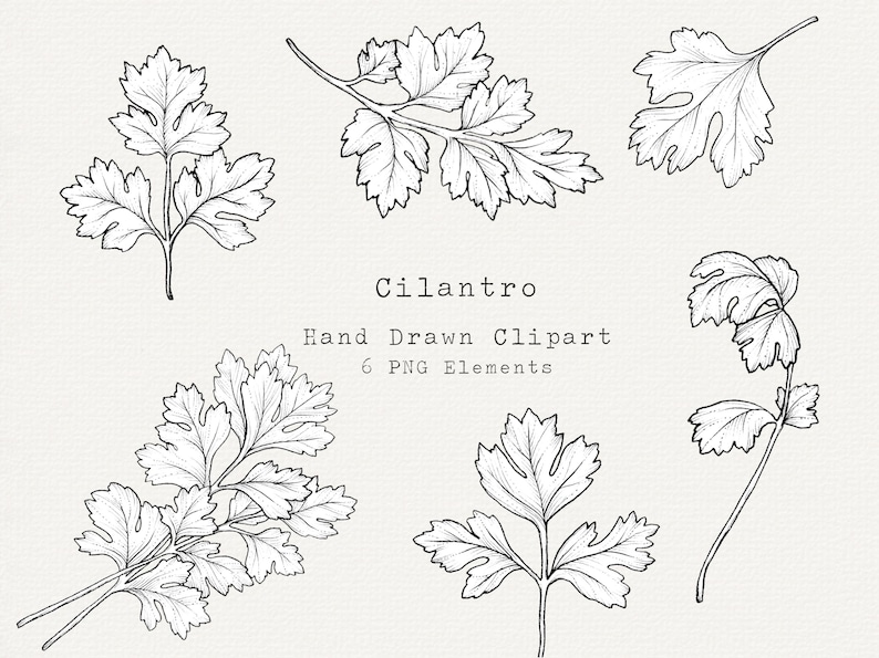 Cilantro Coloring Cilantro Clipart, Hand Drawn Herb Illustration, PNG Elements for ...