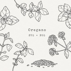 Oregano SVG Clip Art, Commercial Use, Oregano Plant Vector Illustration, Herb Line Art, Oregano Drawing, Herbal Garden, Cricut Cut File