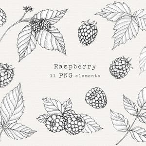 Himbeeren PNG Clip Art Bundle, handgezeichnete Himbeeren Pflanze, Himbeeren Blatt Line Art, für Etiketten, kommerzielle Nutzung, Vintage Style Illustration