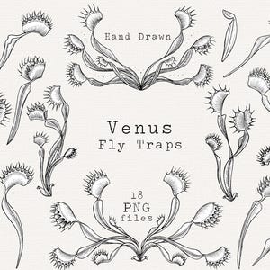 May include: A collection of hand-drawn Venus Fly Traps illustrations in black and white. The image includes various depictions of the carnivorous plant, with the text "Hand Drawn", "Venus Fly Traps", and "18 PNG files".