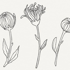 May include: Three black and white line drawings of different types of flowers. The flowers are all in bloom and have stems and leaves.
