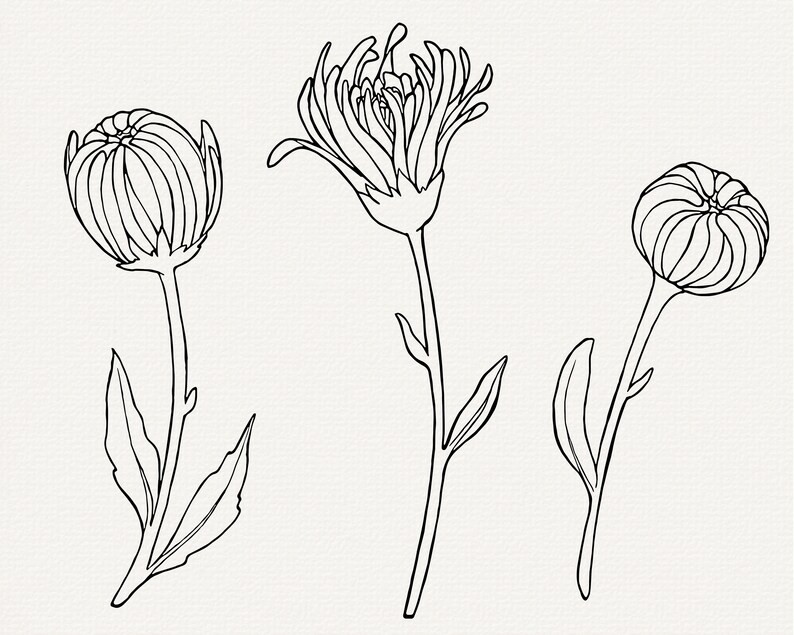 May include: Three black and white line drawings of different types of flowers. The flowers are all in bloom and have stems and leaves.
