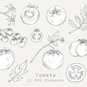 Tomaat PNG-illustraties, handgetekende tomaten illustratie, vintage stijl kunst downloaden, moestuin clipart, zeer fijne tekeningen, commercieel gebruik