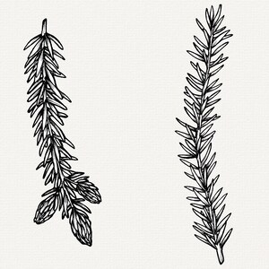 Handritad illustration av grantips, botaniska PNG-element, clip art för tallträd bild 5