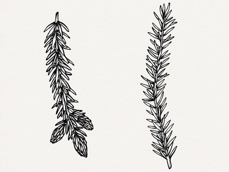 Handritad illustration av grantips, botaniska PNG-element, clip art för tallträd bild 5