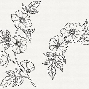 Pu&ograve; includere: Disegno a linea di due composizioni floreali con rose bianche e foglie.