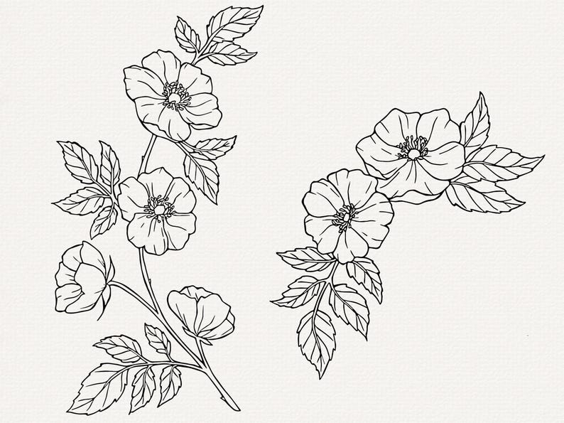 Pu&ograve; includere: Disegno a linea di due composizioni floreali con rose bianche e foglie.
