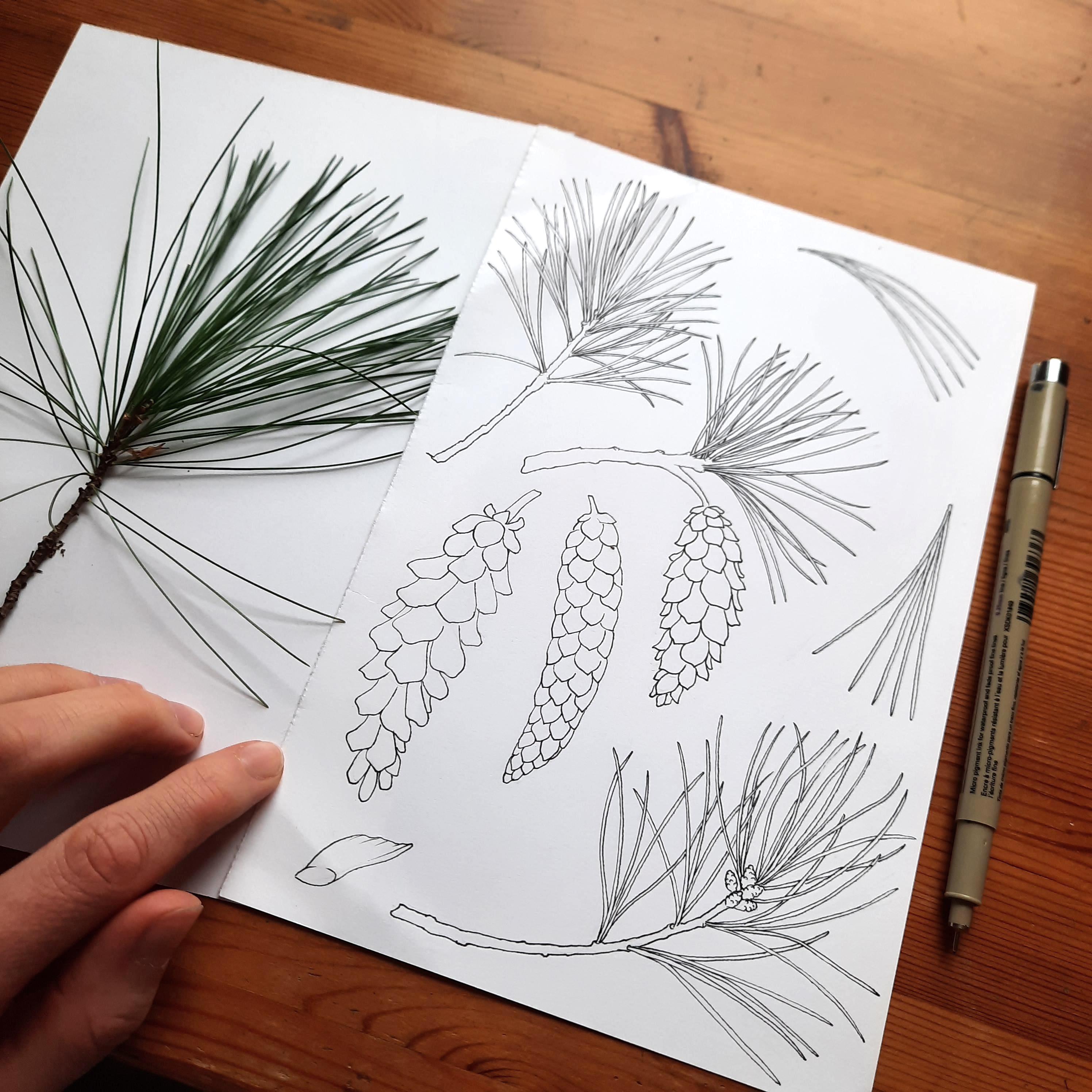 White Pine Botanical Line Art, Pinecone & Branch Illustrations (PNG ...