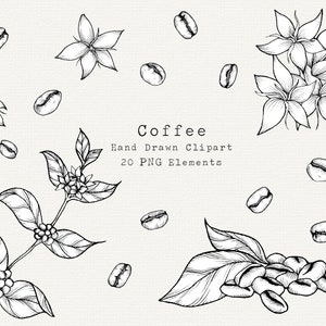 Coffee Plant PNG Clip Art, Hand Drawn Illustration, Coffee Bean Line Art, Coffee Drawing, Kitchen, Cafe, Botanical Clipart, Commercial Use image 1