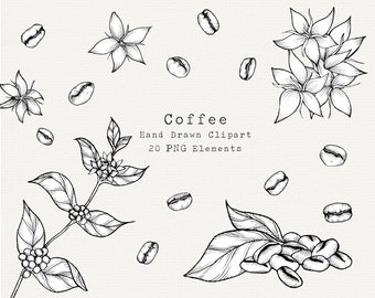 Coffee Plant PNG Clip Art, Hand Drawn Illustration, Coffee Bean Line Art, Coffee Drawing, Kitchen, Cafe, Botanical Clipart, Commercial Use