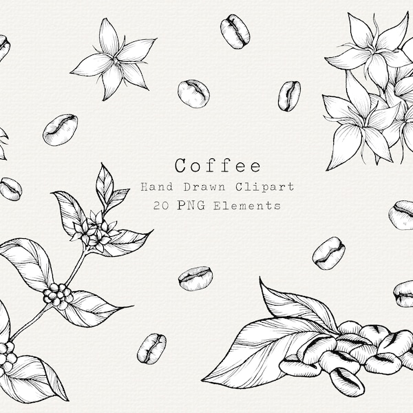 Coffee Plant PNG Clip Art, Hand Drawn Illustration, Coffee Bean Line Art, Coffee Drawing, Kitchen, Cafe, Botanical Clipart, Commercial Use