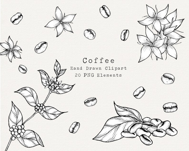 Coffee Plant PNG Clip Art, Hand Drawn Illustration, Coffee Bean Line Art, Coffee Drawing, Kitchen, Cafe, Botanical Clipart, Commercial Use image 1