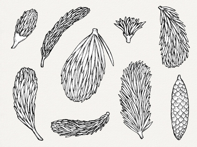 Handritad illustration av grantips, botaniska PNG-element, clip art för tallträd bild 2