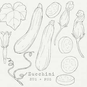 Zucchini SVG Bundle, Illustration for Commercial Use, Cut File for Cricut, Silhouette, Simple Line Art, Vegetable Garden Drawing Download