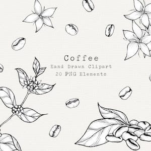 Imágenes prediseñadas de planta de café, ilustración dibujada a mano, arte lineal de granos de café, dibujo de café, cocina, cafetería, imágenes prediseñadas botánicas, uso comercial