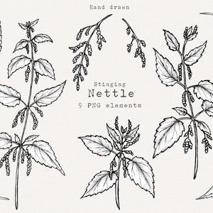 Ortie PNG Clip Art, Illustration de plante Urtica dioica dessinée à la main, Clipart botanique de tatouage, téléchargement pour un usage commercial