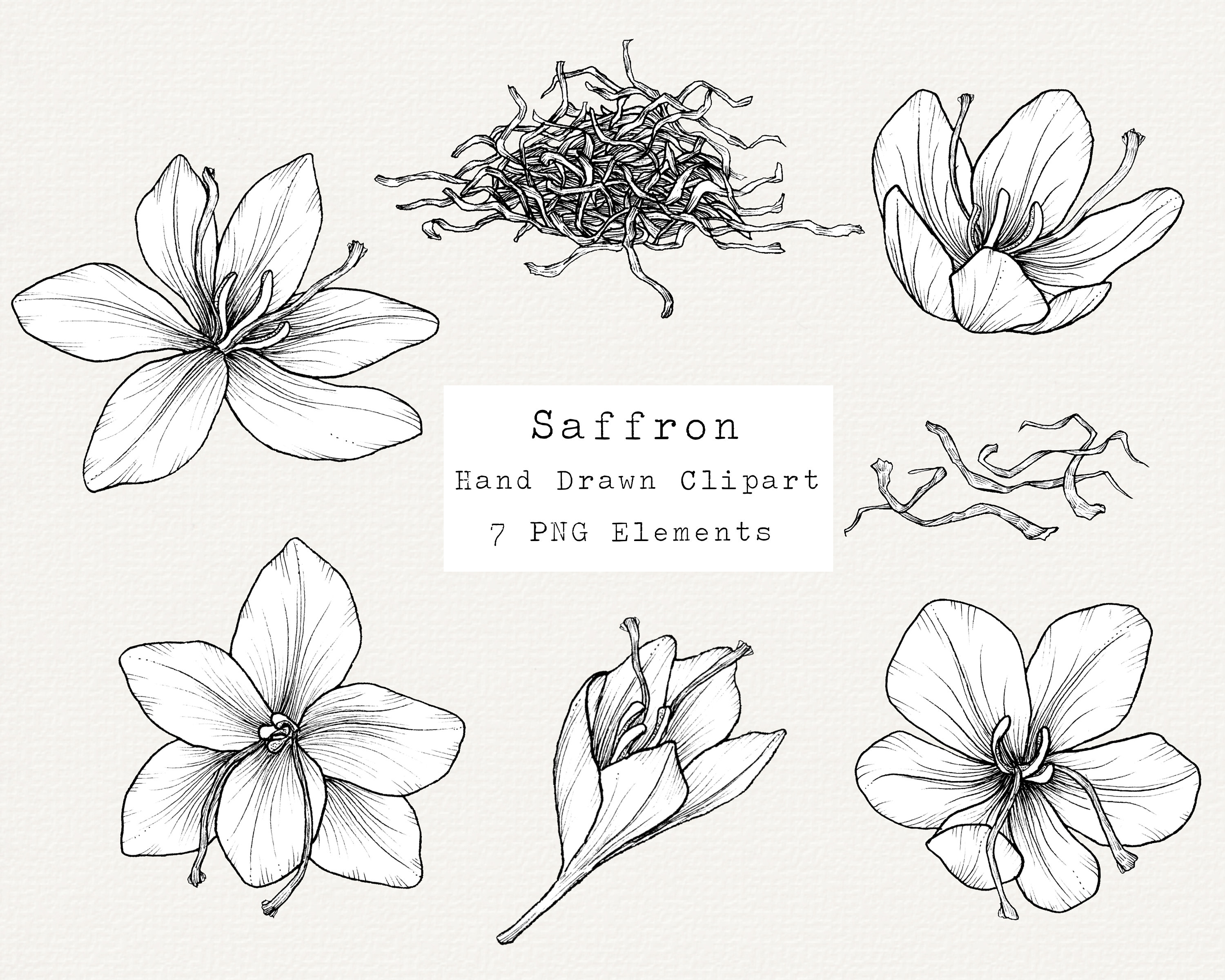 Saffron Flower PNG Clip Art Hand Drawn Illustration Herb Etsy Canada