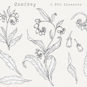May include: A black and white line drawing illustration of comfrey flowers and leaves. The illustration includes nine separate elements, including individual leaves, flowers, and a full plant.