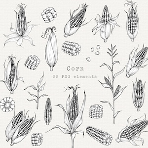 Può includere: Illustrazioni in bianco e nero di mais, tra cui pannocchie intere, chicchi e steli. La parola "Corn" è scritta al centro, insieme a "22 PNG elements". I disegni sono dettagliati e adatti a progetti di arte digitale.