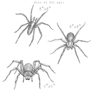 Spider Clip Art Hand Drawn Spider PNG Spider Ink - Etsy Canada