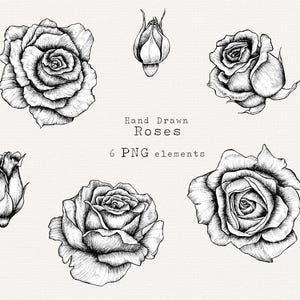 Hand Drawn Rose Clip Art, Hand Drawn Rose PNG, Black and White Floral Clipart, for Wedding, Botanical Line Art, Rose PNG Digital Download