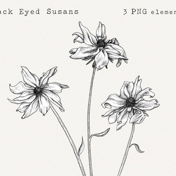 Black Eyed Susan Floral Illustration, Floral PNG Clip Art, Pen and Ink Drawing, Digital Download for Commercial Use, Botanical Drawing PNG