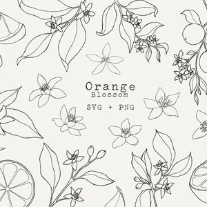 Orange Blossom SVG Bundle, Orange Botanical Illustration for Commercial Use, Cut File for Cricut, Silhouette, Simple Line Art, Tattoo, Plant