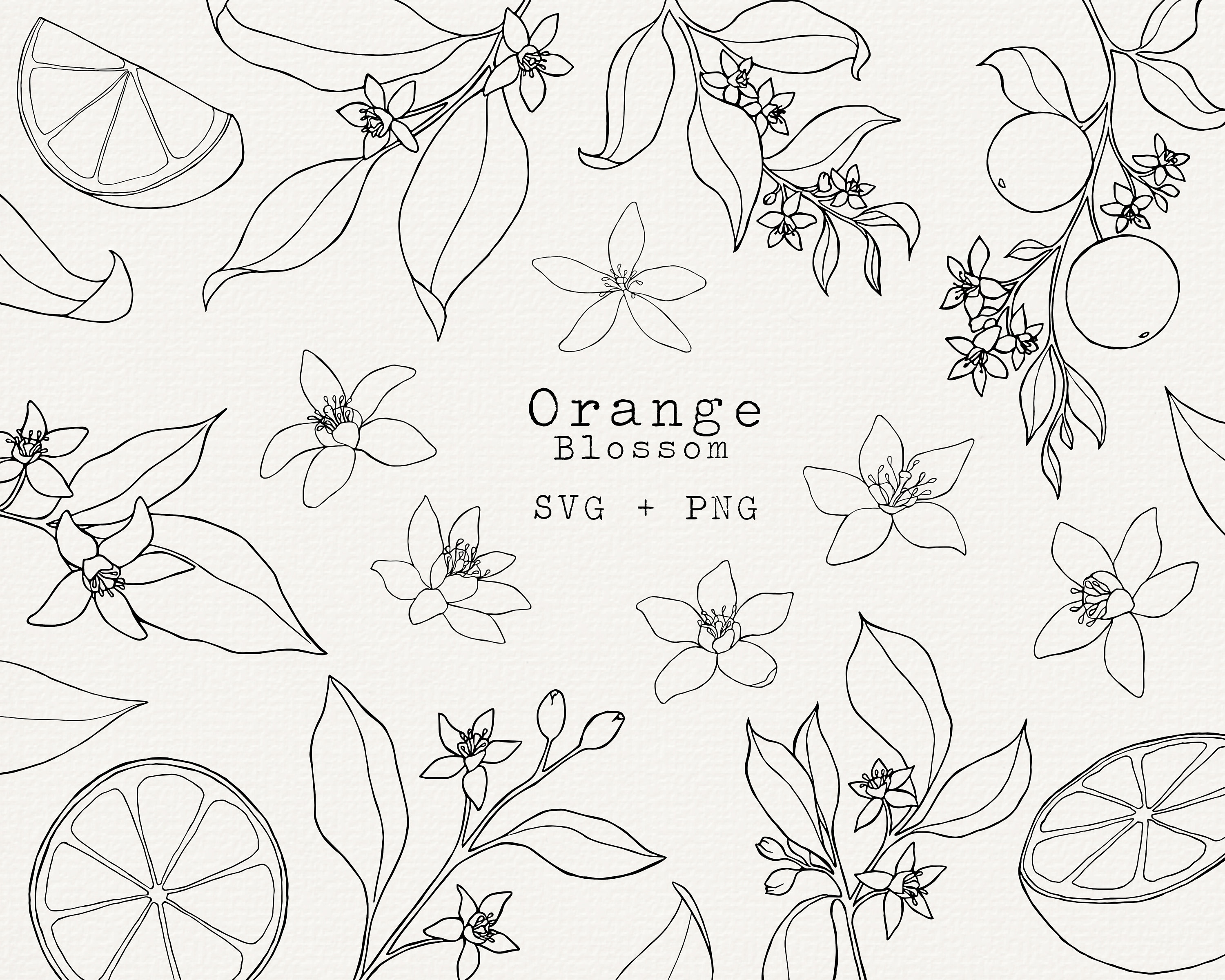 Orange Blossom SVG Bundle Orange Botanical Illustration for - Etsy