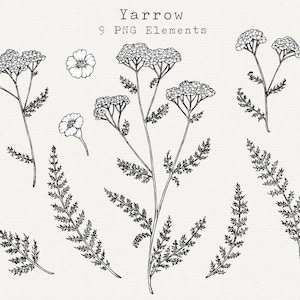 Yarrow PNG Clip Art, Ilustração De Yarrow Desenhada À Mão, Arte De Flor De Yarrow, Forrageamento De Plantas, Remédios Herbais, Clipart Botânico, Uso Comercial
