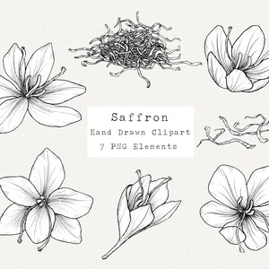 Fleur de safran PNG Clip Art, illustration dessinée à la main, dessin au trait herbes, dessin safran, clipart épices de cuisine à base de plantes, cuisine, usage Commercial