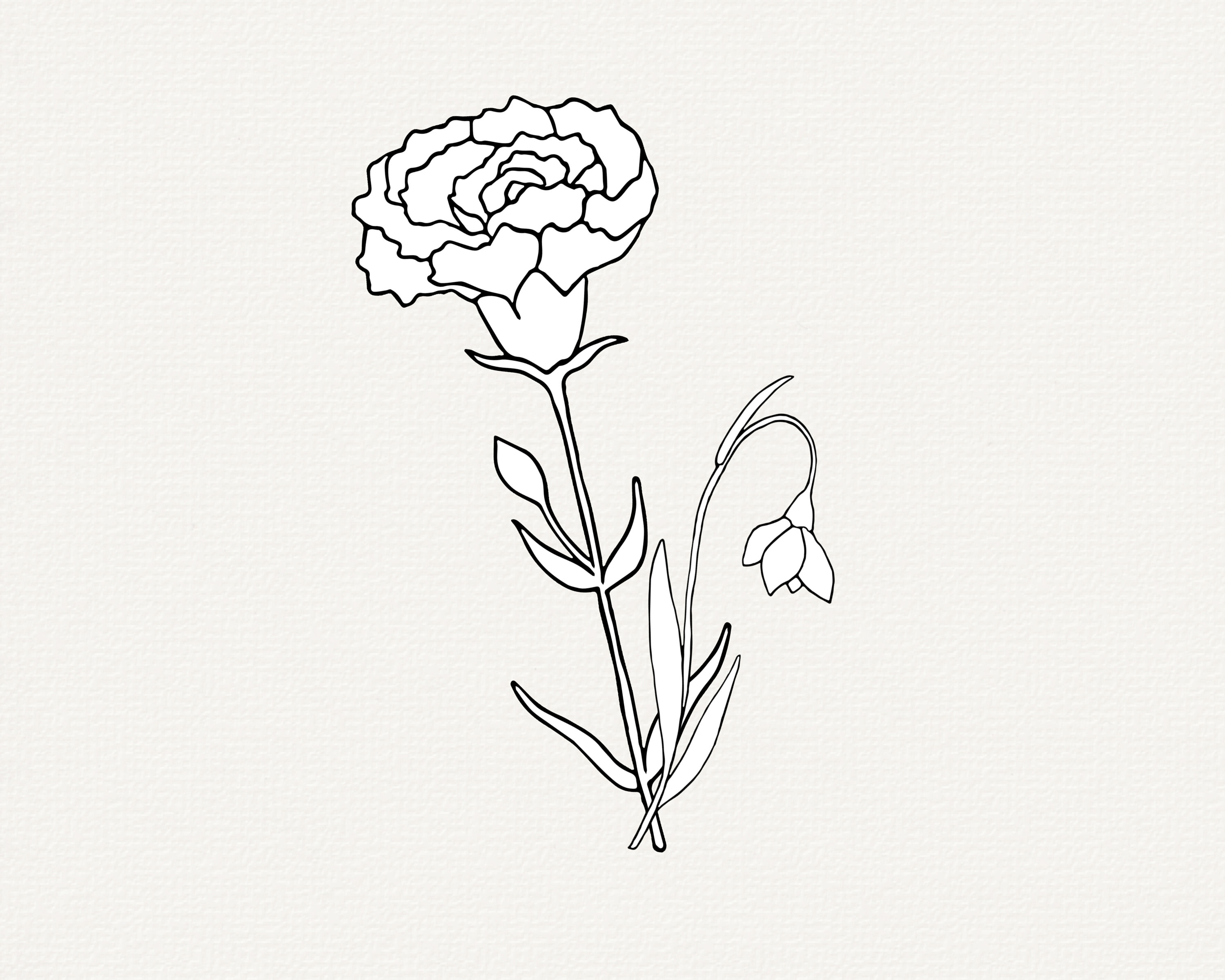 Carnation Flower SVG Snowdrop Flower SVG January Birth Month Etsy