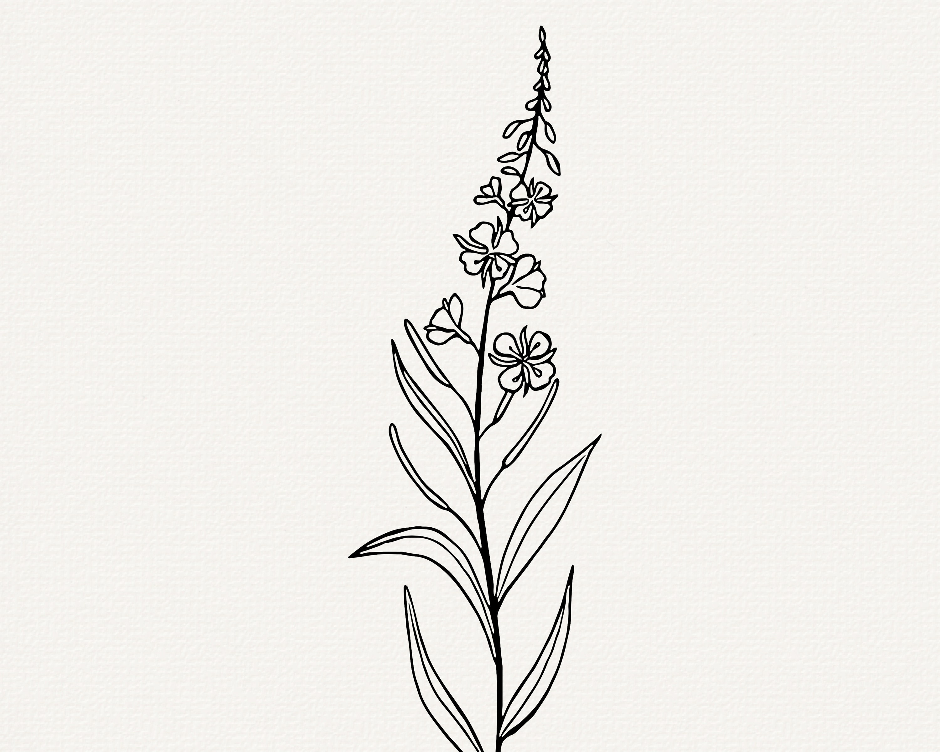 Fireweed Simple Drawing Fireweed Line Art Clipart, Herbal SVG, PNG Cut File - Etsy