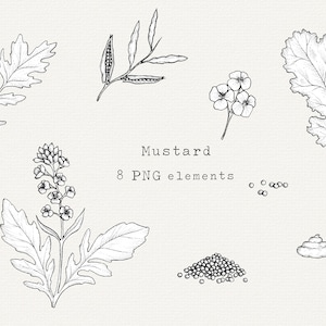 Mustard PNG Clip Art Bundle, Hand Drawn Illustration, Mustard Plant Line Art, Mustard Seed Drawing, Mustard Leaf, For Labels, Commercial Use