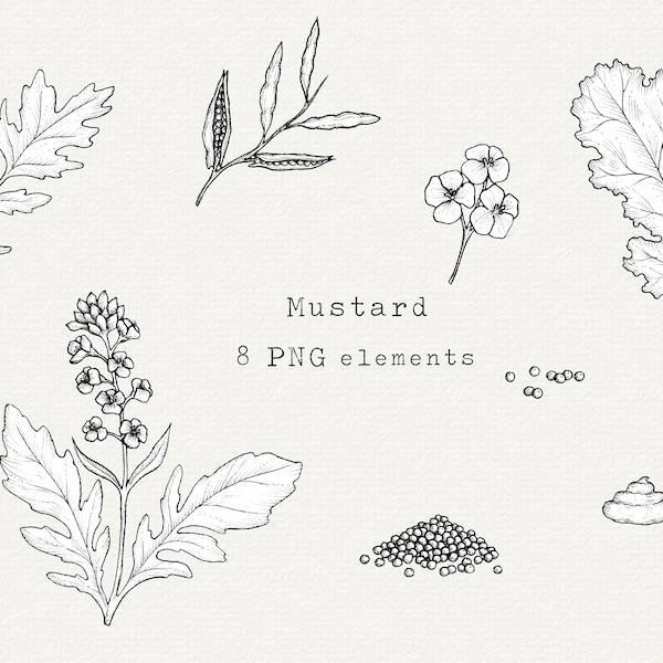 Senf PNG ClipArt Bundle, handgezeichnete Illustration, Senf Pflanzen Linie Kunst, Senf Samen Zeichnung, Senf Blatt, für Etiketten, kommerzielle Nutzung