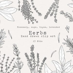 Kraut Clip Art, Schwarz und Weiß Botanische Linie Kunst PNG, ätherische Öle, Salbei, Rosmarin, Thymian, Lavendel, Kochen Clip Art für den kommerziellen Gebrauch