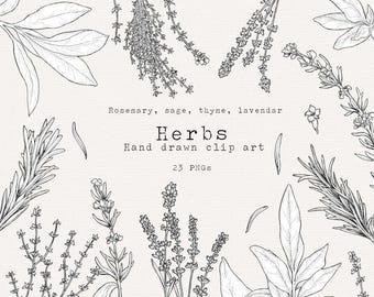 Herb Clip Art, Black and White Botanical Line Art PNG, Essential Oils, Sage, Rosemary, Thyme, Lavender, Cooking Clip Art for Commercial Use