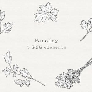 Parsley PNG Bundle, Hand Drawn Herb Clip Art, Ink Sketch, Parsley Drawing, Line Art for Labels, Commercial Use, Vintage Illustration