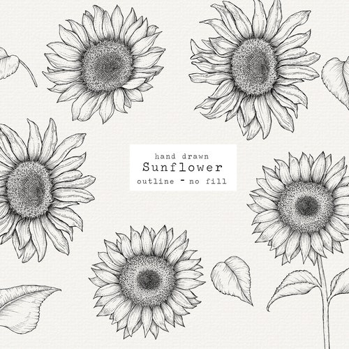 Sunflower Clipart Hand Drawn Sunflower Outline for Laser - Etsy Canada