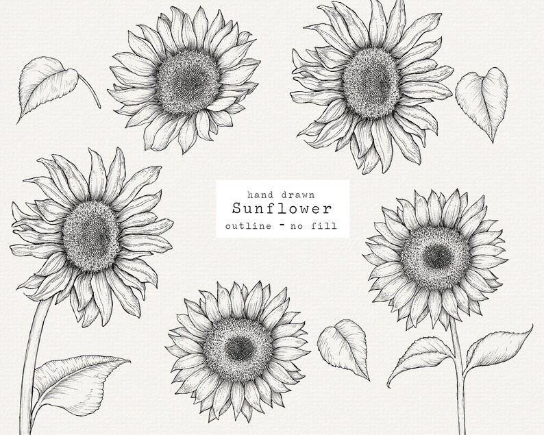 Free Free 297 Outline Simple Sunflower Clipart SVG PNG EPS DXF File