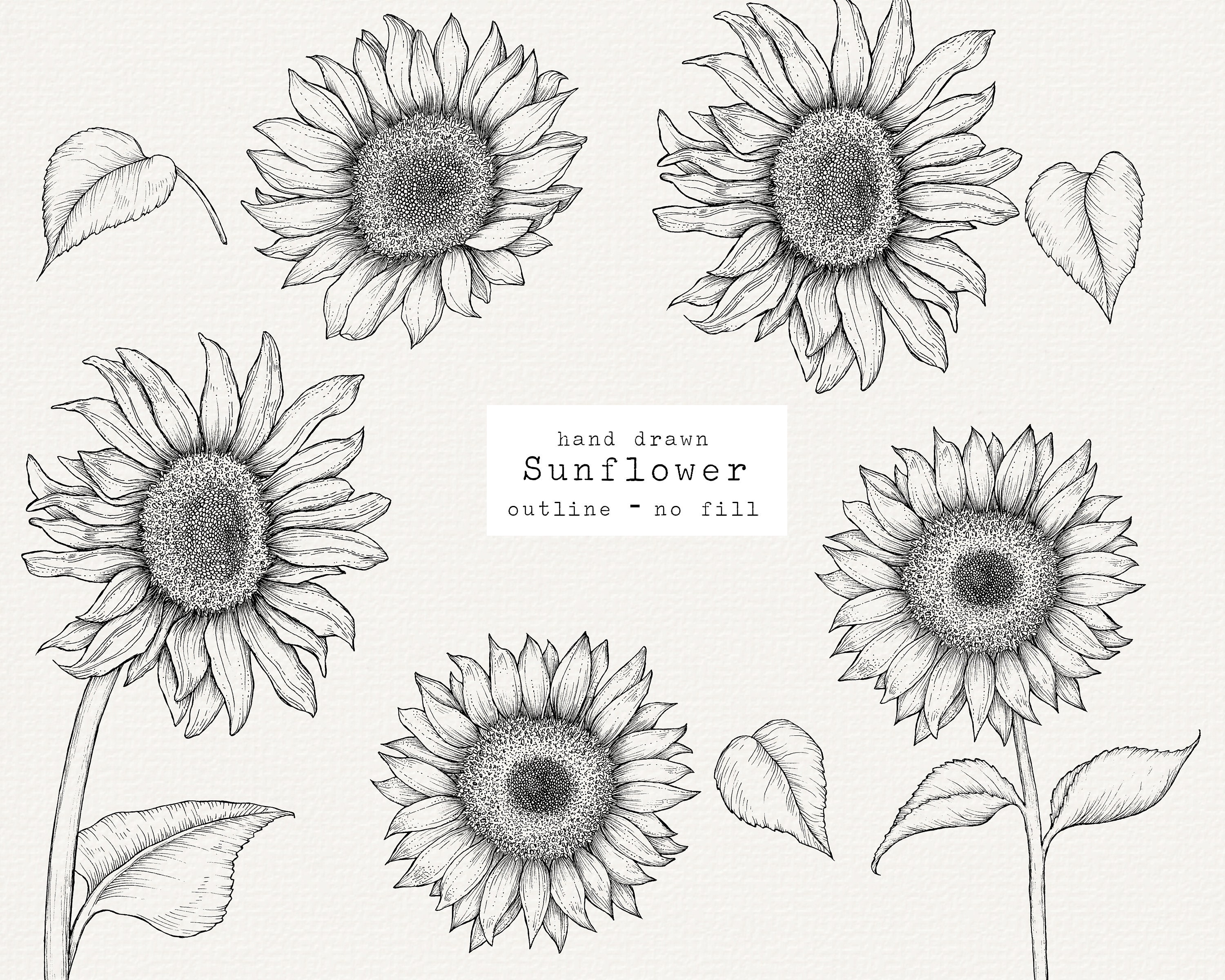 sunflower line art, sunflower line drawing, floral line drawing, sunflower  outline 5104981 Vector Art at Vecteezy