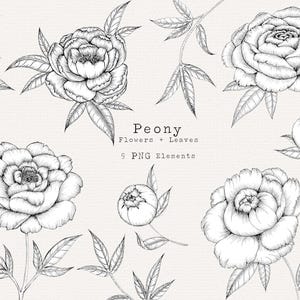 Peony Clip Art, Peony PNG, Peony Botanical Line Art, Black and White Peony Flowers, Peony Floral Elements, Peony Line Art, Peony Clipart