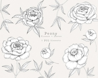 Peony Flowers and Leaves Clipart, Botanical Line Art, Floral PNG Elements for Commercial Use