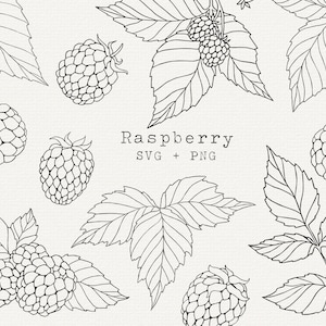 Puede incluir: Ilustración en blanco y negro de línea de arte de frambuesas y hojas. El texto "Raspberry SVG + PNG" está incluido en la imagen.