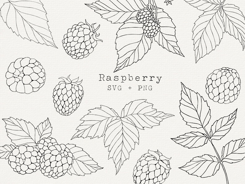 Raspberry Line Art, Botanical Berry Outline Clipart (digital Download ...
